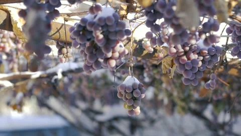 Grapes in the snow. Ice wine. Wine red grapes for ice wine in winter condition Stock Footage