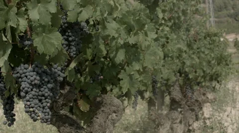 Grapes in spain Stock Footage 57770077