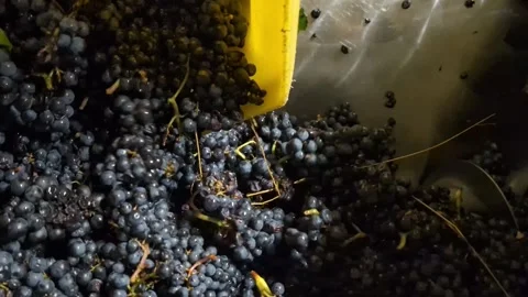 Grapes spilling out of a tank to the grape crusher Stock-Footage 289639569
