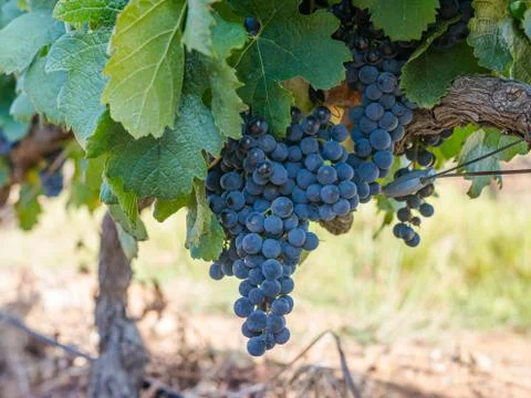 Grapes of Stellenbosch Foto stock
