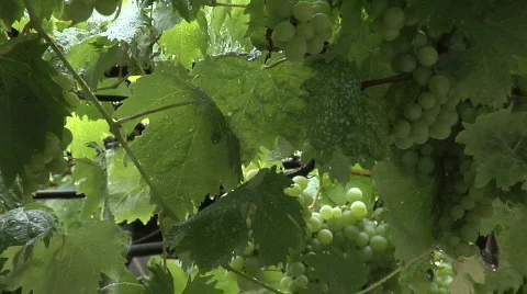 Grapes in summer rain, close-up Stock Footage 235950