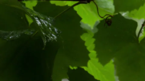 Grapes in summer rain, close-up. Raw Stock Footage 29072647