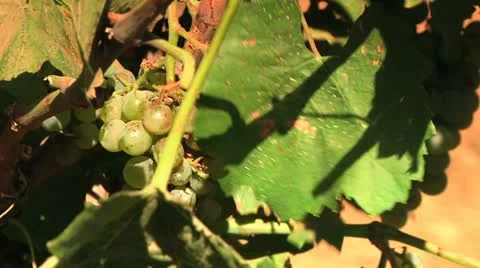 Grapes in the Sun 2 Stock Footage 10921721