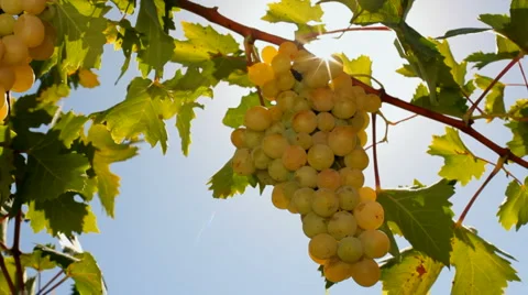 The grapes in the sun Stock Footage 1398976