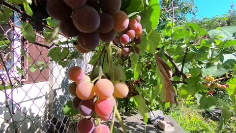 Grapes in the sun. 스톡 동영상 141133658