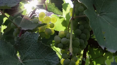 Grapes in Sun Light Stock Footage 50105204