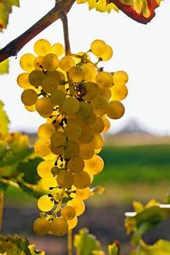  	grapes in the sun Photos