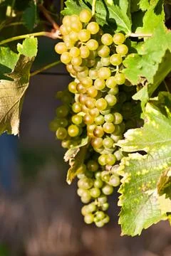  	grapes in the sun Photos