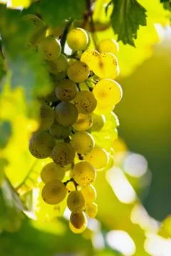  	grapes in the sun Foto stock
