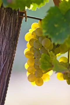  	grapes in the sun Foto stock