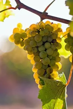 	grapes in the sun Photos