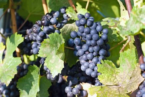  	grapes in the sun Foto stock
