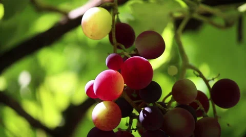 Grapes, sun rays Video stock 31039716