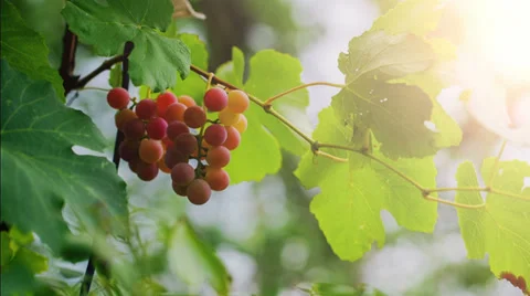 Grapes in sunlight Stock Footage 28505070