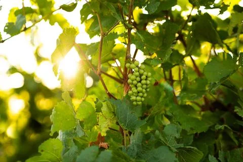Grapes in the sunlight Stockfoto's