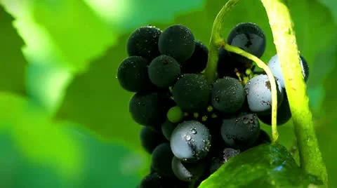 Grapes in sunlight. shot slider. 動画素材 11937477