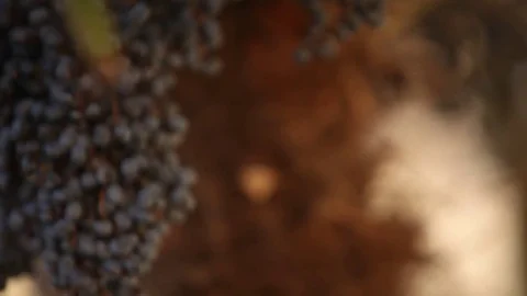Grapes in the sunlight in summer croatia Stock Footage 85276084
