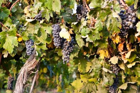 Grapes at sunset Stock Photos