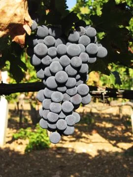 Grapes on sunset Stock-Fotos