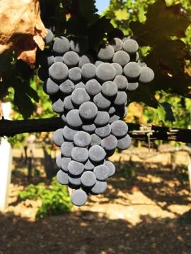 Grapes on sunset Stock Photos