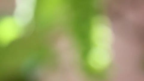 Grapes in sunshine Stock Footage 11335258