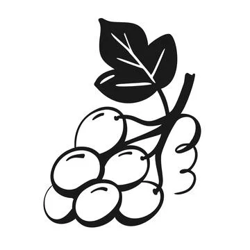 Grapes symbol of wine Vector image of food ingredients Design of natural frui Stock Illustration