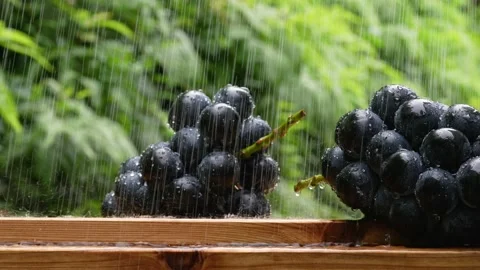 Grapes take a shower. Stock Footage 196915667