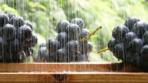 Grapes take a shower. Stock Footage 199529698
