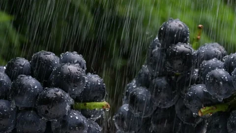 Grapes take a shower. Stock-Footage 204849481