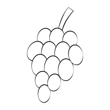 Grapes in a thin line. Vector on a white background Stock Illustration