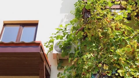 Grapes on third floor balcony. air conditioner working. Male hands Stock Footage 309049882