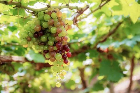 Grapes on tree in farm. Stock-Fotos