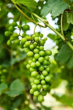 Grapes on the tree in the garden Fotos Stock