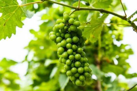 Grapes on the tree in the garden Fotos Stock