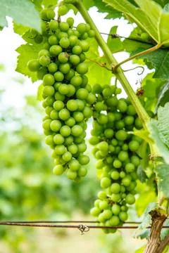 Grapes on the tree in the garden Foto stock