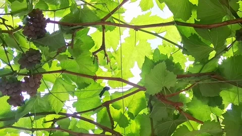 Grapes tree with hydroponic system Stock Footage 291323183