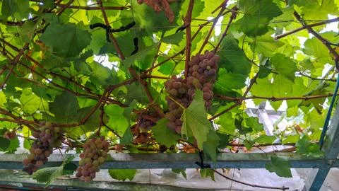 Grapes tree with hydroponic system Stock Photos