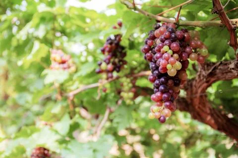 Grapes on tree at sunlight. Stock Photos