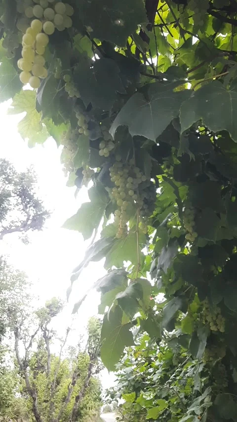 Grapes in Trees? The Ultimate Guide to Growing Vineyard Magic! Video stock 315042220
