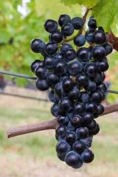 Grapes in tuscany Stock Photos