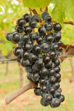 Grapes in tuscany Stock Photos
