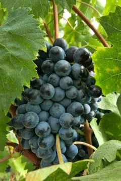 Grapes in tuscany Stock Photos