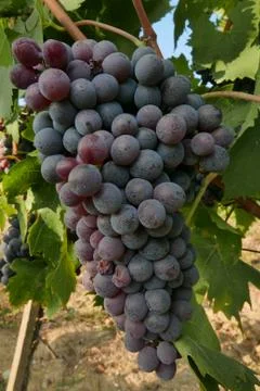 Grapes in tuscany Stock Photos