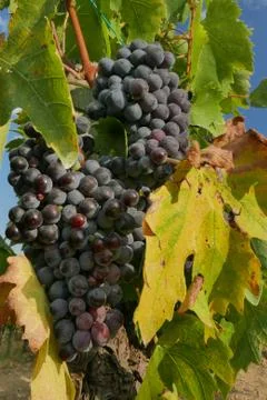 Grapes in tuscany Stock Photos