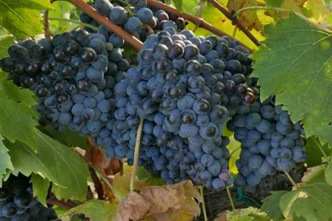 Grapes in tuscany Stock Photos