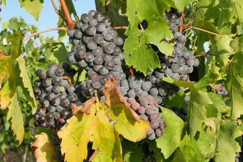Grapes in tuscany Stock Photos
