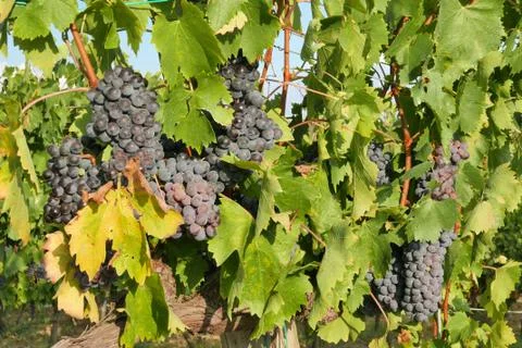 Grapes in tuscany Stock Photos