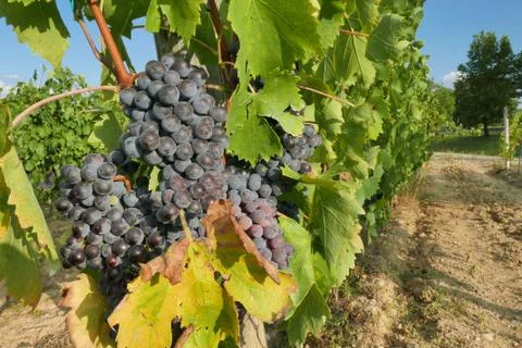 Grapes in tuscany Stock Photos