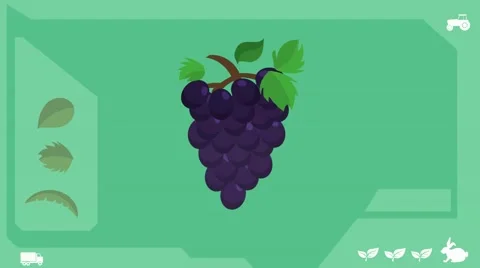 Grapes  - Vector Graphics - Food Animation - healthy Stock Footage 61293397