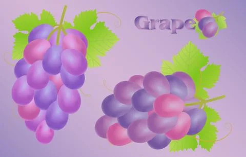 A grapes vector Stock Illustration